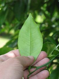              Unifoliolate leaf (Winter Haven, FL)       