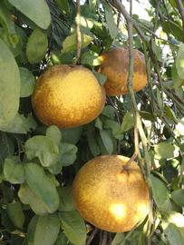              Fruit (Winter Haven, FL)       