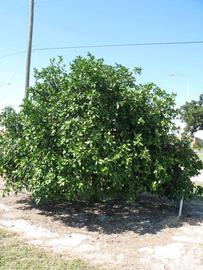            Habit (Winter Haven, FL)   