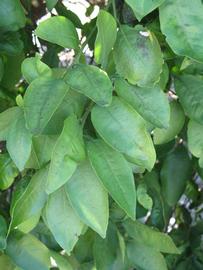             Shade leaves (Winter Haven, FL)       