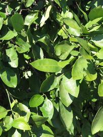              Sun leaves (Winter Haven, FL)       