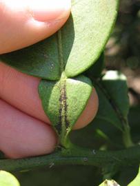              Petiole (Winter Haven, FL)       