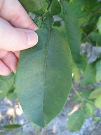              Unifoliolate leaf (Winter Haven, FL)       