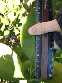              Unifoliolate leaf (Winter Haven, FL)       