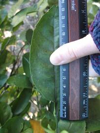              Unifoliolate leaf (Winter Haven, FL)       
