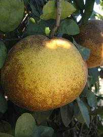           Fruit of  Citrus paradisi        (Navel,   Winter Haven, FL)   