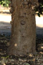            Bark (Riverside, CA)   