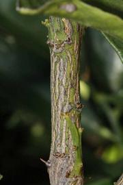              Second - third year twig (Riverside, CA)       