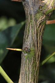              Second - third year twig (Riverside, CA)       