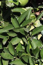              Sun leaves (Riverside, CA)       