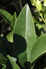              Margin (Riverside, CA)       