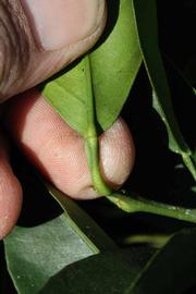              Petiole (Riverside, CA)       