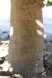              Bark (Riverside, CA)       