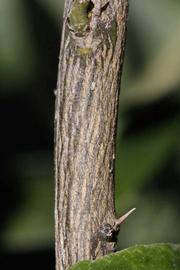              Second - third year twig (Riverside, CA)       