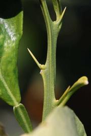              First year twig (Riverside, CA)       