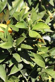            Sun leaves (Riverside, CA)   