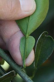              Petiole (Riverside, CA)       