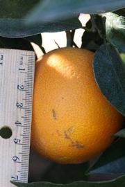              Fruit (Riverside, CA)       