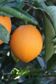              Fruit (Riverside, CA)       