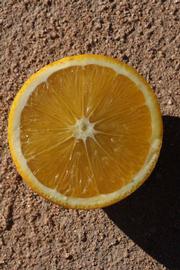              Fruit cross-section (Riverside, CA)       