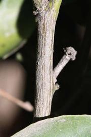              Second - third year twig (Riverside, CA)       