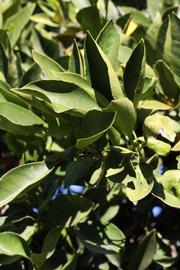            Sun leaves (Riverside, CA)   