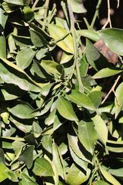            Sun leaves (Riverside, CA)   