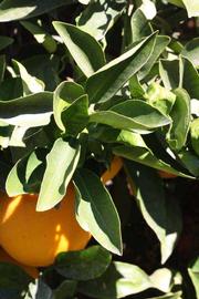            Sun leaves (Riverside, CA)   