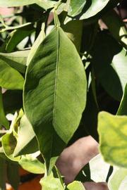              Unifoliolate leaf (Riverside, CA)       