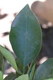              Unifoliolate leaf (Riverside, CA)       