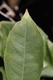              Margin (Riverside, CA)       