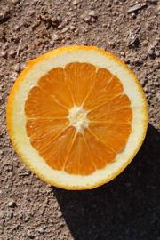              Fruit cross-section (Riverside, CA)       