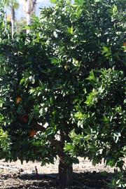            Habit (Riverside, CA)   