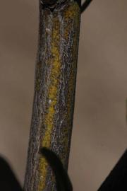              Second - third year twig (Riverside, CA)       