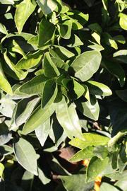            Sun leaves (Riverside, CA)   