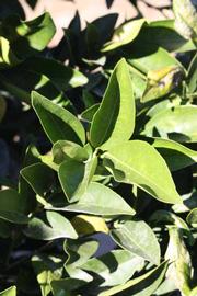            Sun leaves (Riverside, CA)   