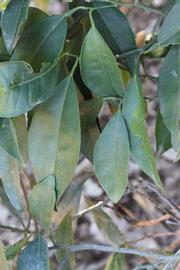            Shade leaves (Riverside, CA)   