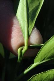              Petiole (Riverside, CA)       