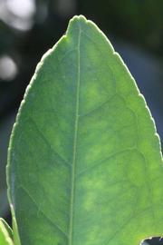              Margin (Riverside, CA)       