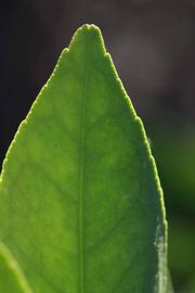              Margin (Riverside, CA)       