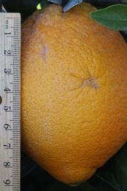              Fruit (Riverside, CA)       