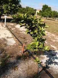              Habit (Winter Haven, FL)       