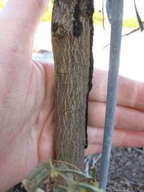              Bark (Winter Haven, FL)       