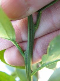              First year twig (Winter Haven, FL)       