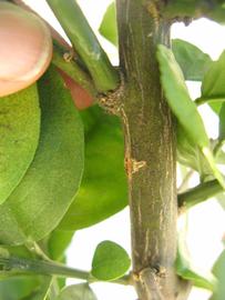              Second - third year twig (Winter Haven, FL)       