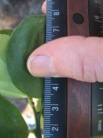              Unifoliolate leaf (Winter Haven, FL)       