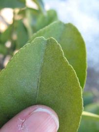              Margin (Winter Haven, FL)       