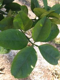            Shade leaves (Winter Haven, FL)   