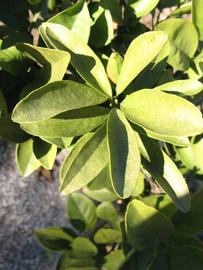            Sun leaves (Winter Haven, FL)   