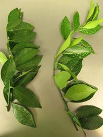            Leaves (Chiefland, FL)   